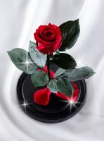 картинка Роза в колбе премиум красная 27см 6-7 см арт. 8673388