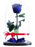 картинка Роза Premium Выс*Диам*Бутон (27*15*6-7см) Цвет синяя