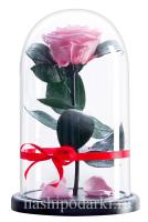 картинка Роза Premium Выс*Диам*Бутон (27*15*6-7см) Цвет нежно-розовая