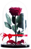 картинка Роза Premium Выс*Диам*Бутон (27*15*6-7см) Цвет бордо
