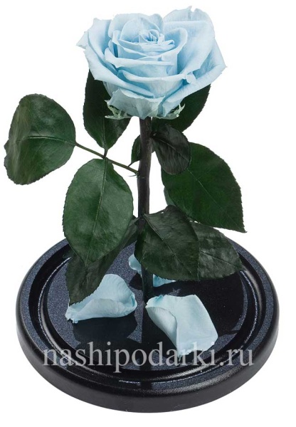 картинка Роза Premium Выс*Диам*Бутон (27*15*6-7см) Цвет голубая подарки