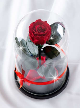 картинка Роза в колбе премиум красная 27см 6-7 см арт. 8673388 подарки