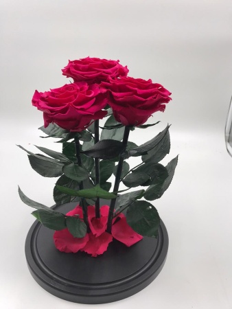 картинка Роза Трио ХИТ Оптом Выс*Диам*Бутон (32*22*3х12см) Цвет бордовая подарки