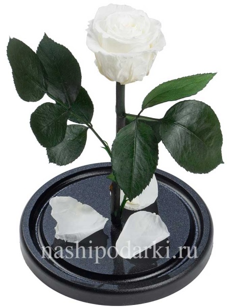картинка  100% Роза Premium Выс*Диам*Бутон (27*15*6-7см) Цвет белая  подарки