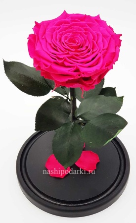 картинка Роза King Выс*Диам*Бутон (30*18*12см) Цвет фуксия подарки