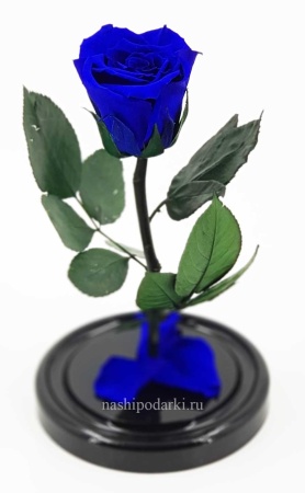 картинка Роза Micro Выс*Диам*Бутон (22*11*5-6см) цвет в ассортименте подарки картинка Роза Micro Выс*Диам*Бутон (22*11*5-6см) цвет в ассортименте подарки