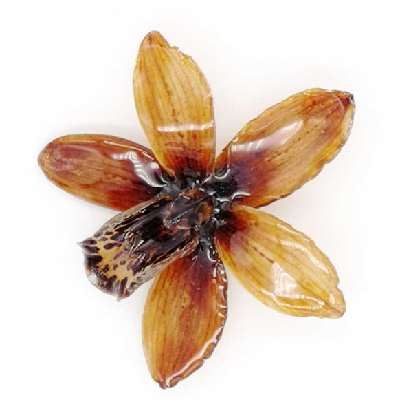 Цветок орхидея в ювелирной смоле 7х7 см. арт. 63223 
