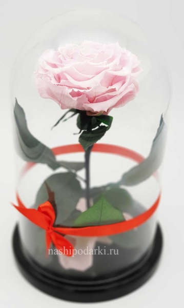 картинка Роза King Выс*Диам*Бутон (30*18*12см) Цвет нежно-розовая подарки