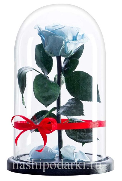 картинка Роза Premium Выс*Диам*Бутон (27*15*6-7см) Цвет голубая подарки
