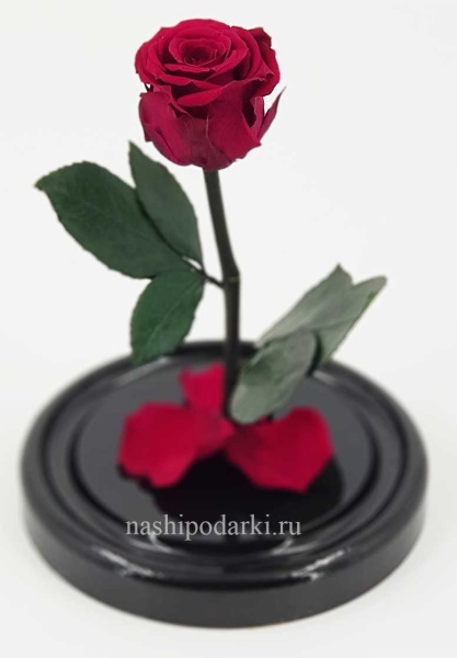 картинка Роза в колбе Mini Выс*Диам*Бутон (22*12.5*6см), Цвет бордовая подарки