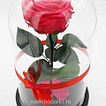 магазин Розы в колбе
Розы в колбе магазине
