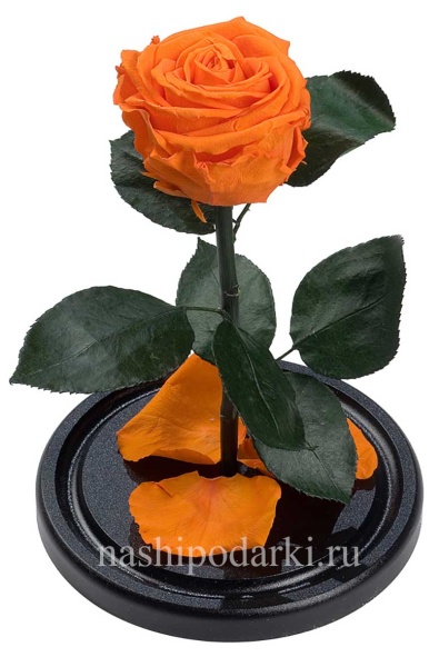 картинка Роза Premium Выс*Диам*Бутон (27*15*6-7см) Цвет оранжевая подарки