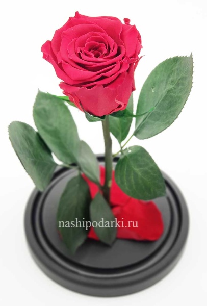 картинка Роза в колбе Mini Выс*Диам*Бутон (22*12.5*6см), Цвет красная подарки