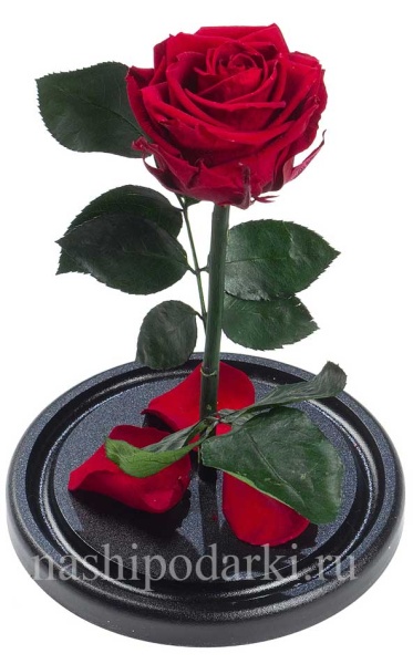 картинка Роза Premium Выс*Диам*Бутон (27*15*6-7см) Цвет бордо подарки