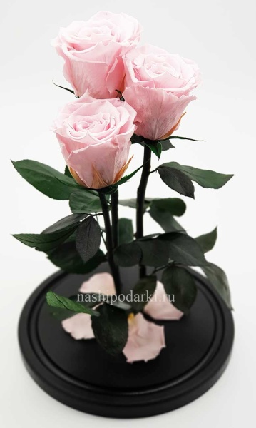 картинка Роза Трио Оптом Выс*Диам*Бутон (32*22*3х7см) Цвет нежно-розовая подарки
